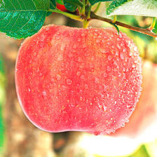 福瑞达10斤红富士冰糖心丑苹果16.8元-天猫