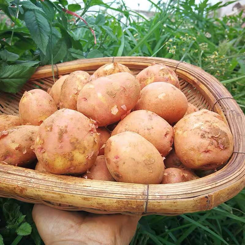天猫云南红皮小土豆农家种新鲜土豆10斤装16.8元包邮-天猫